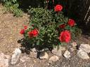Kanegem rose photo