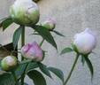 Catharina Fontijn peony photo