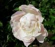 Catharina Fontijn peony photo