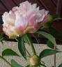 Catharina Fontijn peony photo