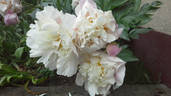 Catharina Fontijn peony photo