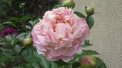 Catharina Fontijn peony photo