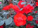 Diablotin ® rose photo