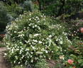 Le Pactole rose photo