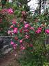 Souvenir de G. de Saint-Pierre rose photo