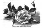 Madame Agathe Nabonnand rose photo