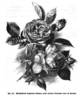 Princesse Alice de Monaco rose photo
