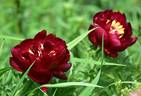 Buckeye Belle peony photo