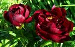 Buckeye Belle peony photo