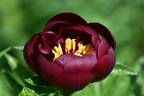 Buckeye Belle peony photo