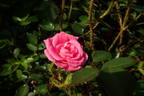 Heidi rose photo