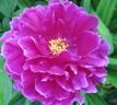 General MacMahon peony photo