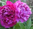 General MacMahon peony photo