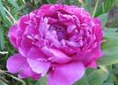 General MacMahon peony photo