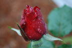 Obsession™ rose photo