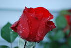 Obsession™ rose photo