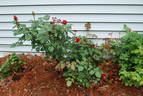Obsession™ rose photo