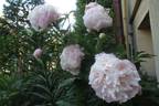 Catharina Fontijn peony photo