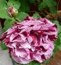 Art Nouveau rose photo