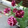 Art Nouveau rose photo