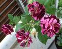 Art Nouveau rose photo