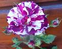 Art Nouveau rose photo