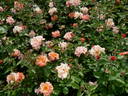Alezane rose photo