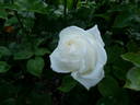 Amistad Sincera rose photo