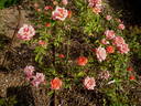 FEIfut rose photo