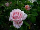 FEpionaje rose photo