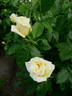 FEsara rose photo