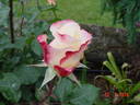 Rosa Mystica rose photo