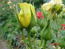 Bruocsella ® rose photo