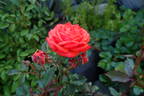 Chattem Centennial ™ rose photo