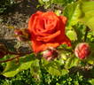 FE-00241 rose photo