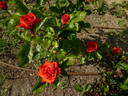 FE-00241 rose photo