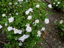 Si rose photo