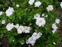 Si rose photo