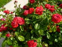 Alec Rose rose photo
