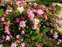 Audace rose photo