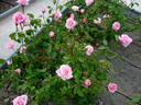 Carinella rose photo