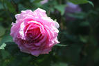 Capitaine Dyel de Graville rose photo