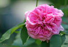 Capitaine Dyel de Graville rose photo