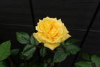 Laura Ford ® rose photo
