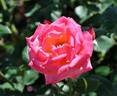 Mainzer Wappen rose photo