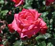 Mainzer Wappen rose photo