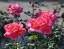 Mainzer Wappen rose photo