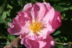 Applejack rose photo