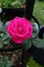 Gloriana rose photo