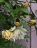 Milkmaid rose photo